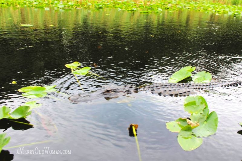 Best Place to See Alligators in the Everglades