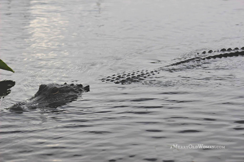 Best Place to See Alligators in the Everglades