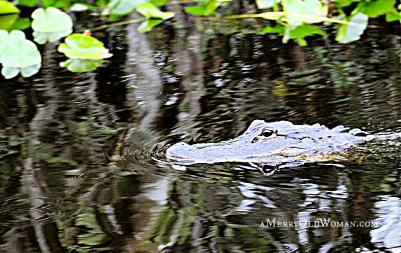 Best Place to See Alligators in the Everglades